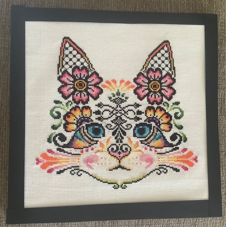 Curious Colourful Cat