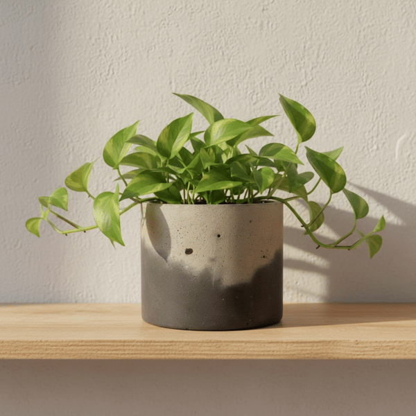 Large Grey and Black Moon Surface Inspired Concrete Plant Pot (lpp5)