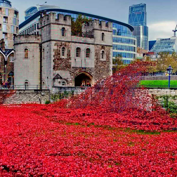 Tower of London Red Poppy Poppies Photograph Print