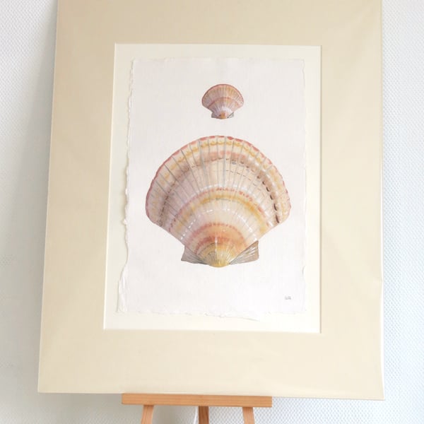 Seconds Sunday original watercolour scallop shell painting ready to frame