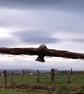 A3 Print 'Buzzard' - Image 1