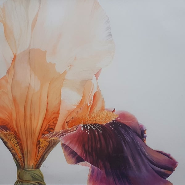 Bearded Iris. Unframed with mount.