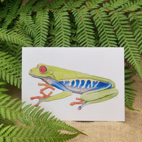 Red-eyed tree frog