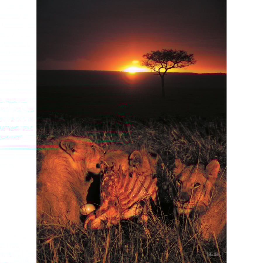 5- SUNRISE FEAST A3 POSTER