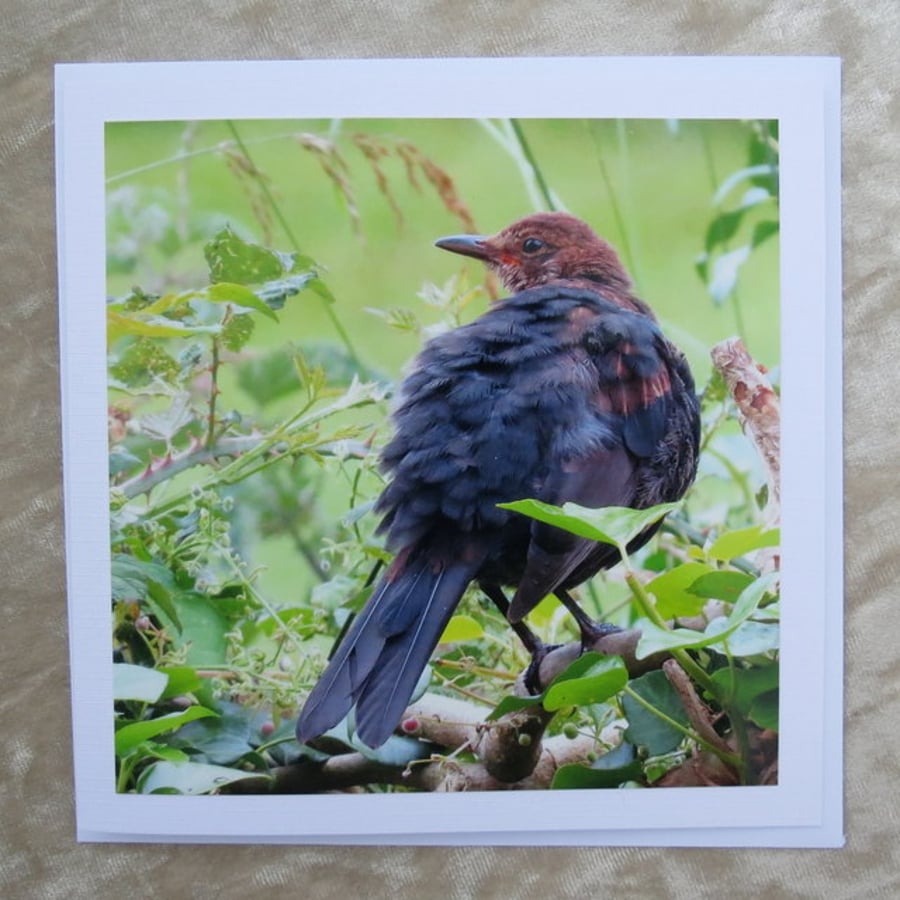 Blackbird.  A card featuring an original photograph.  Blank inside.