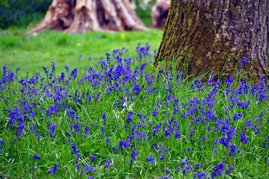 Bluebell Woods Spring Flowers Basildon Park Berkshire UK Photograph Print