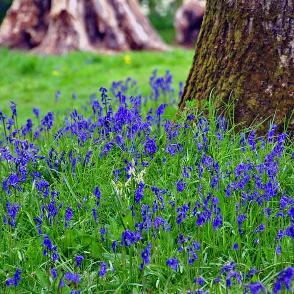 Bluebell Woods Spring Flowers Basildon Park Berkshire UK Photograph Print