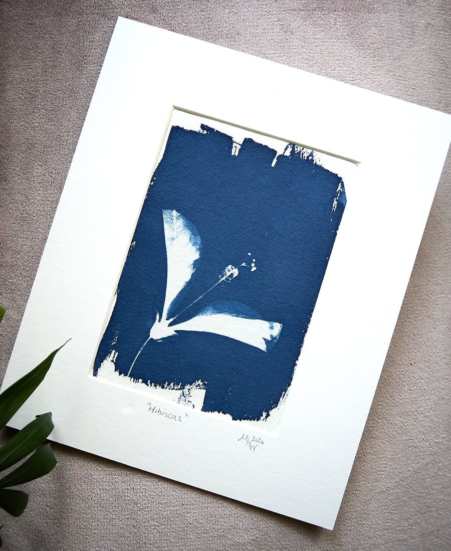 cyanotype print: "Hibiscus". Original, one of a kind, mounted ready to frame.