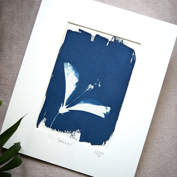 cyanotype print: "Hibiscus". Original, one of a kind, mounted ready to frame.