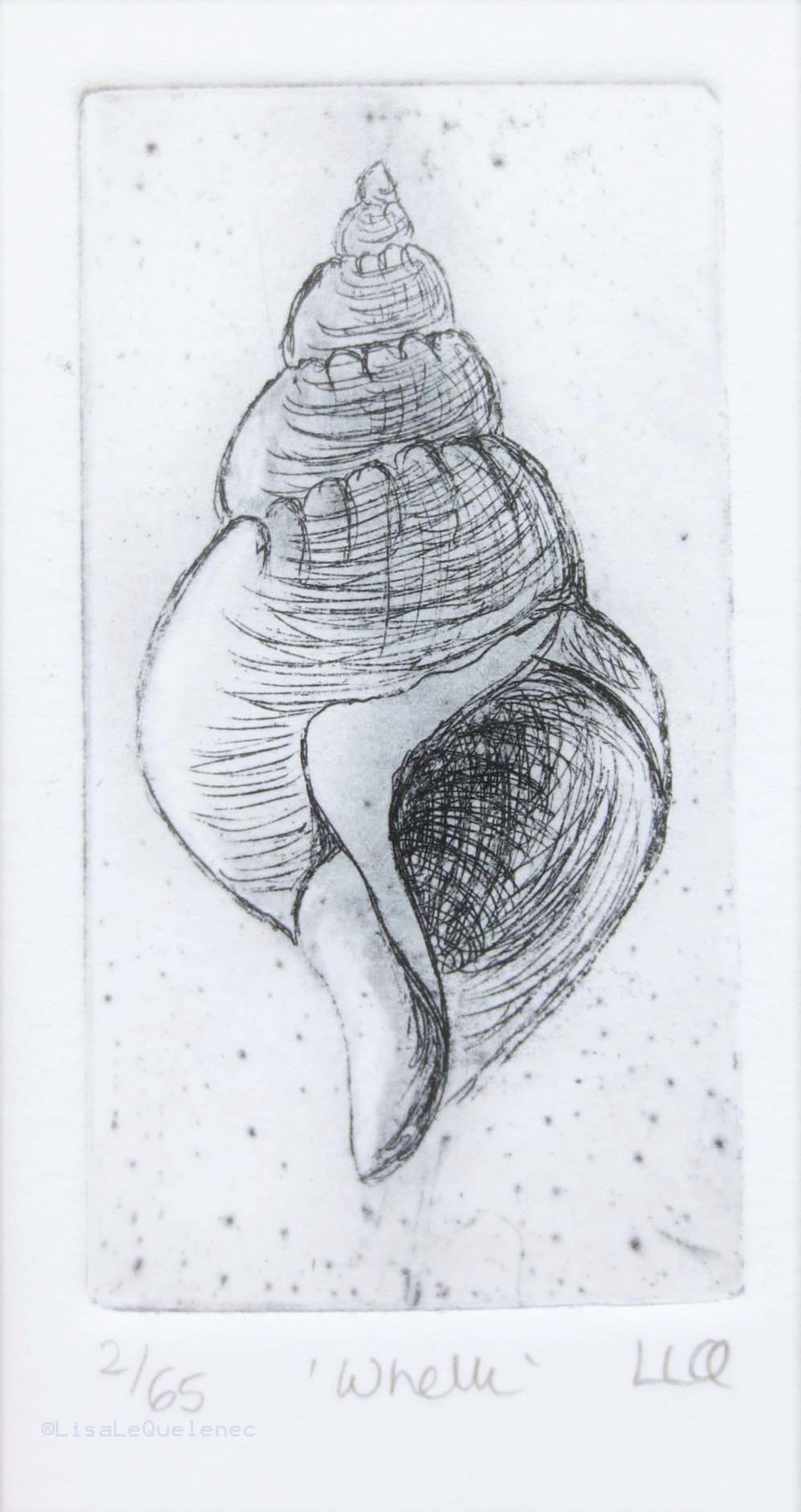 Original etching of a whelk seashell no. 2 of 65 in a limited edition