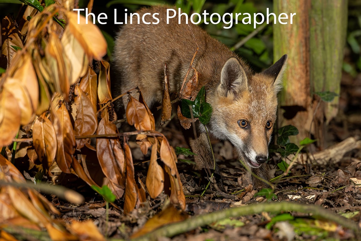 Young Fox print (Limited edition of 10)