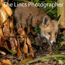 Young Fox print (Limited edition of 10)