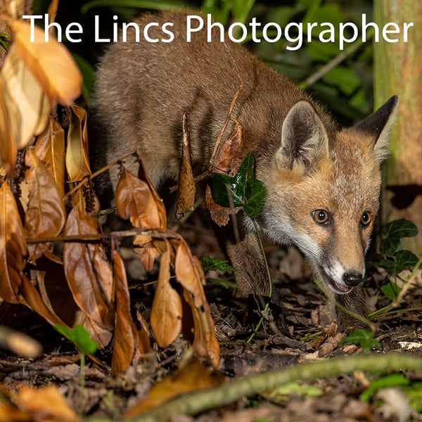 Young Fox print (Limited edition of 10)
