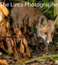 Young Fox print (Limited edition of 10)