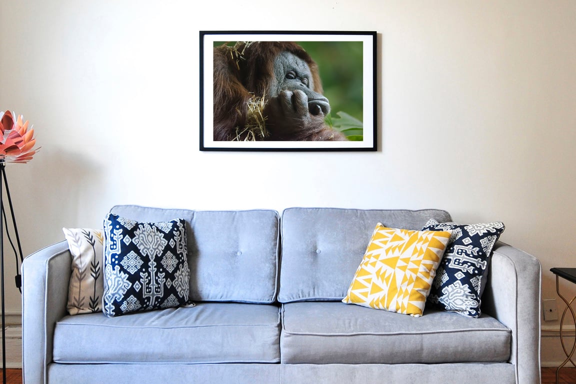 Orang utan Monday morning