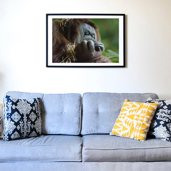Orang utan Monday morning