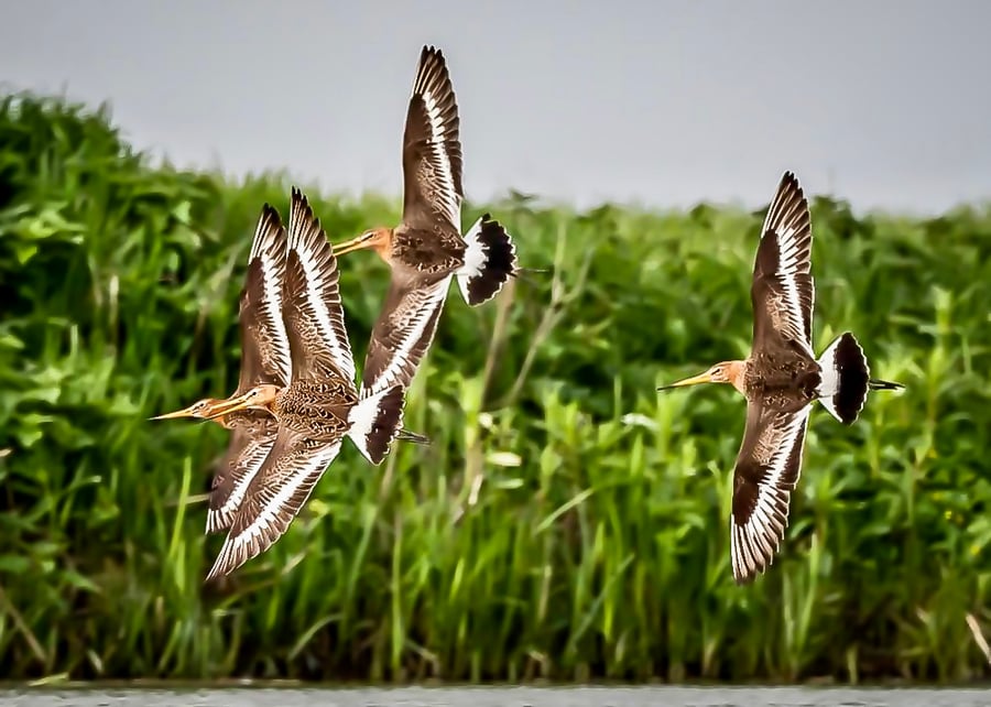 Black Tailed Godwits in Flight - Photographic Print Greetings Card