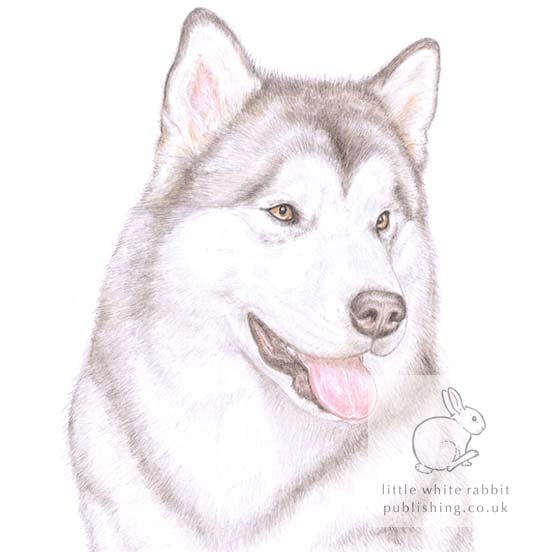 Hugo the Alaskan Malamute - Blank Card