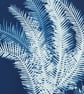 Original Cyanotype Photogram, Umbrella Fern, Float mounted. - Image 2