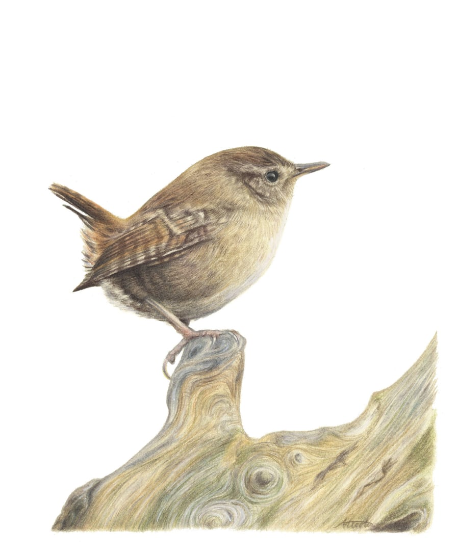 Wren print A5