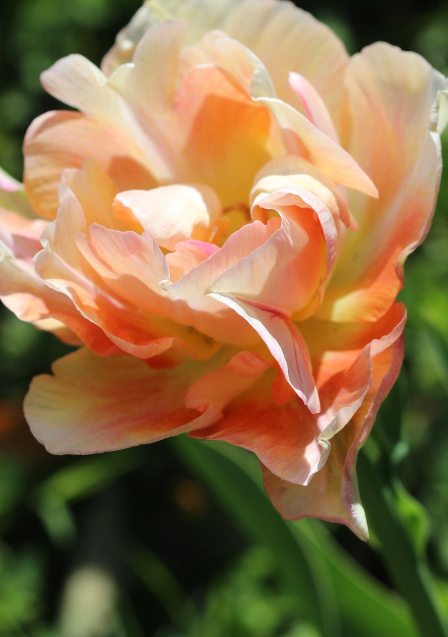 Naturalised Tulip