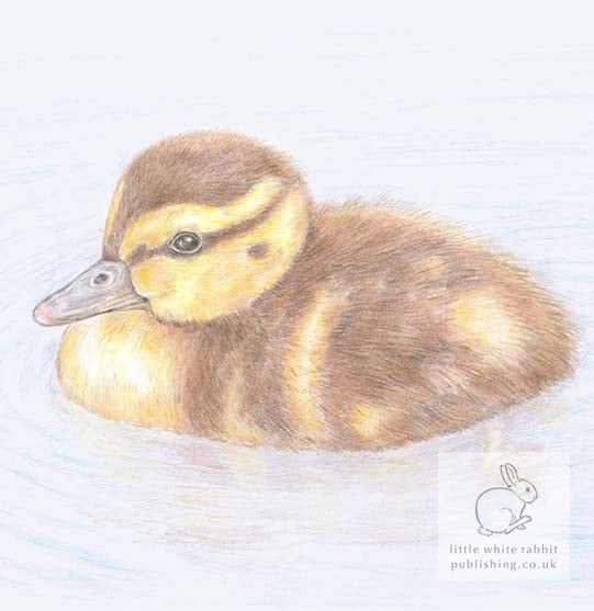 Duckling Blank Card