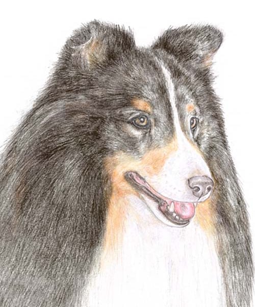 Kitty the Shetland Sheepdog - Birthday Card