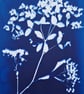 Cyanotype Botanical Print No. 8 - Image 5