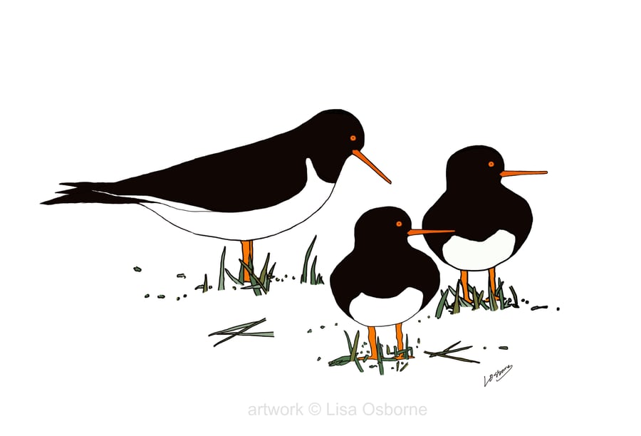 Oystercatchers - bird art print