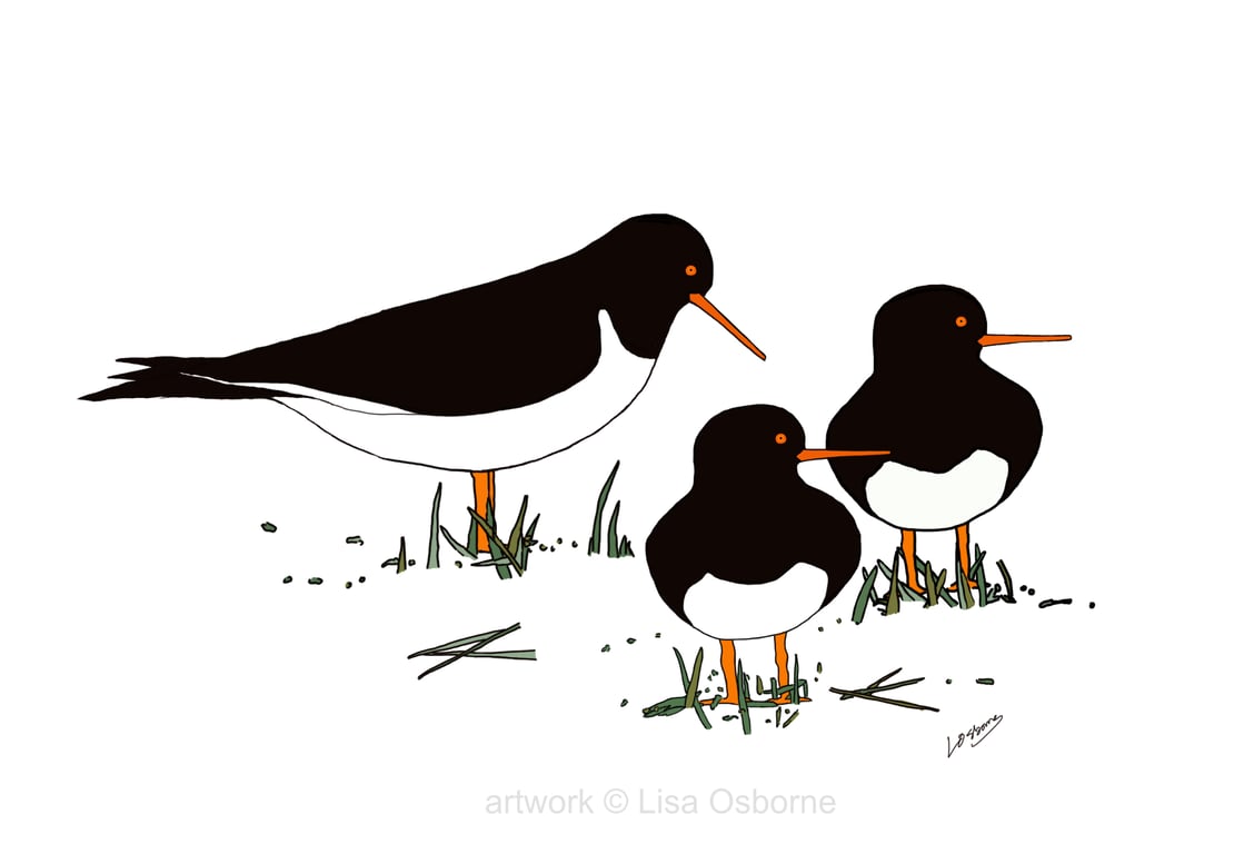 Oystercatchers - bird art print