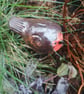 Pot Robin - Image 8