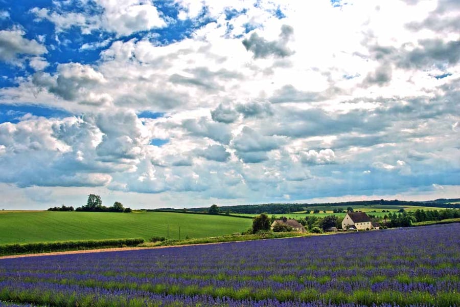 Lavender Field Purple Flowers Cotswolds Photograph Print