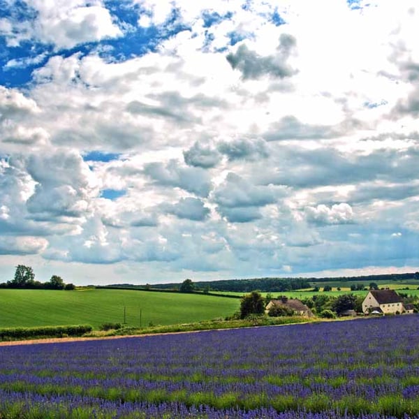 Lavender Field Purple Flowers Cotswolds Photograph Print