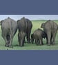 A3 ELEPHANT FAMILY Photograph Hi Quality Art Giclée - Southern India 2010 