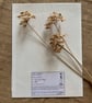 Tea Toned Leaf Cyanotype Mount - Image 4