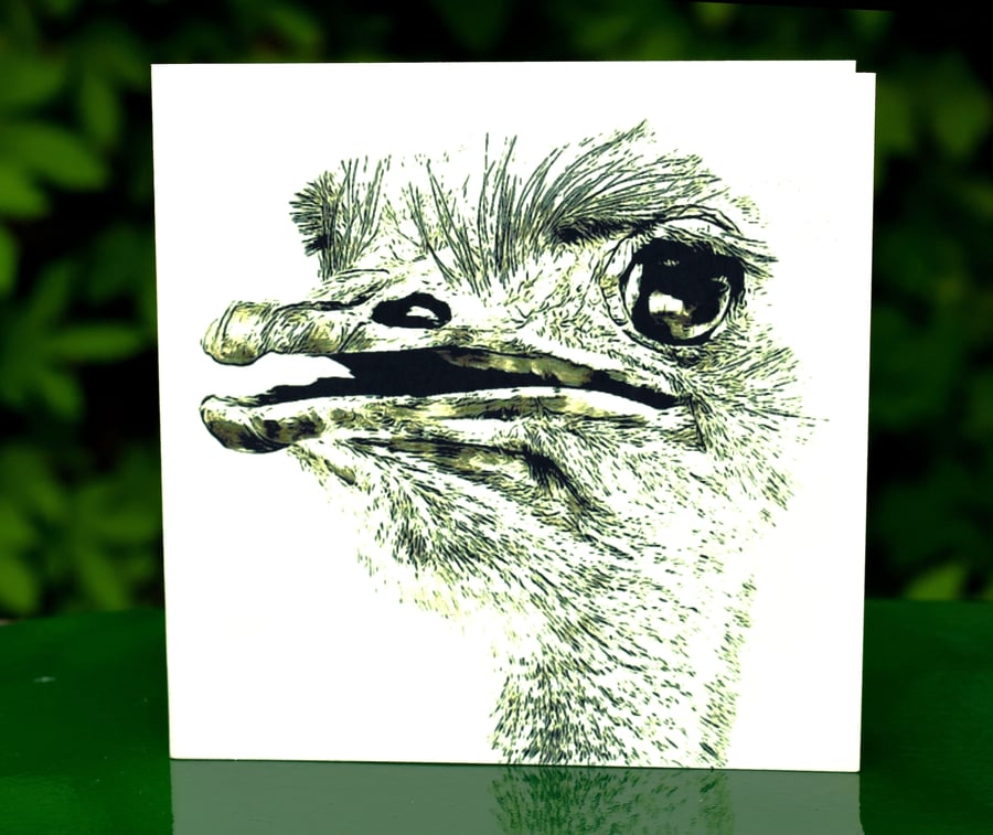 Ostrich Greeting, Birthday Card - Black Filter