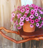 Hanging Plant Basket, Hanging Planter, Plant Basket, Flower Basket, Air Plant Ha - Image 7