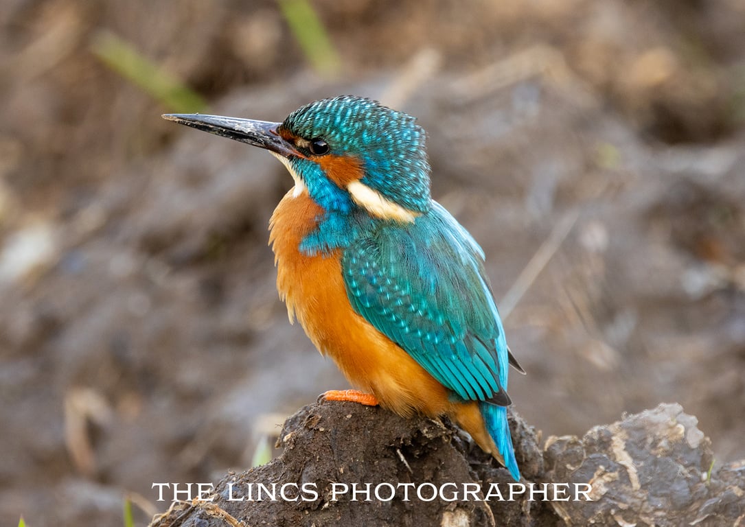 Kingfisher print (Limited edition of 10)
