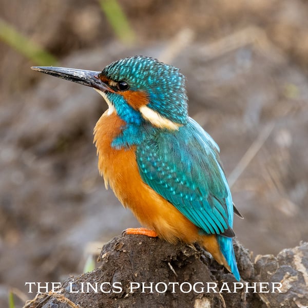 Kingfisher print (Limited edition of 10)