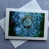 Dandelion Wheel Large Photographic Card Size 7" x 5" Blank