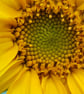 Sunflower Greetings Card - Image 2