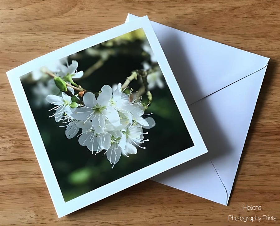 Cherry Blossom Greetings Card, Flower Photography, Blank Inside, Square Card