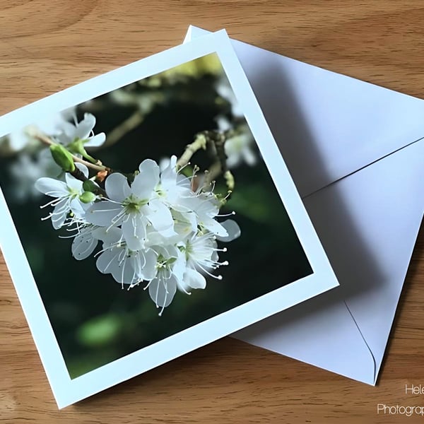 Cherry Blossom Greetings Card, Flower Photography, Blank Inside, Square Card