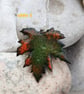 Leaf pendant - enamel on copper - Image 4