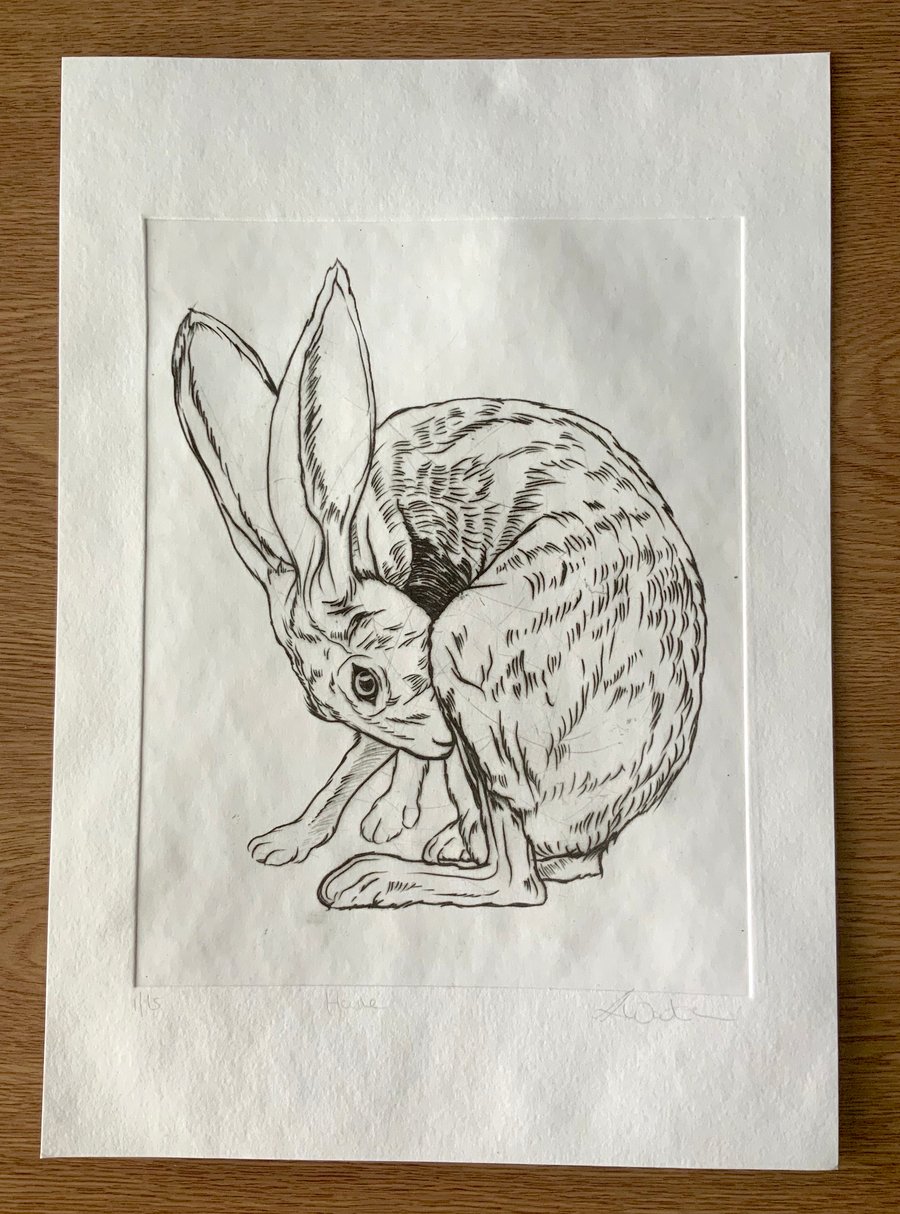 Drypoint Etching Print of a Hare, Original Wildlife Art