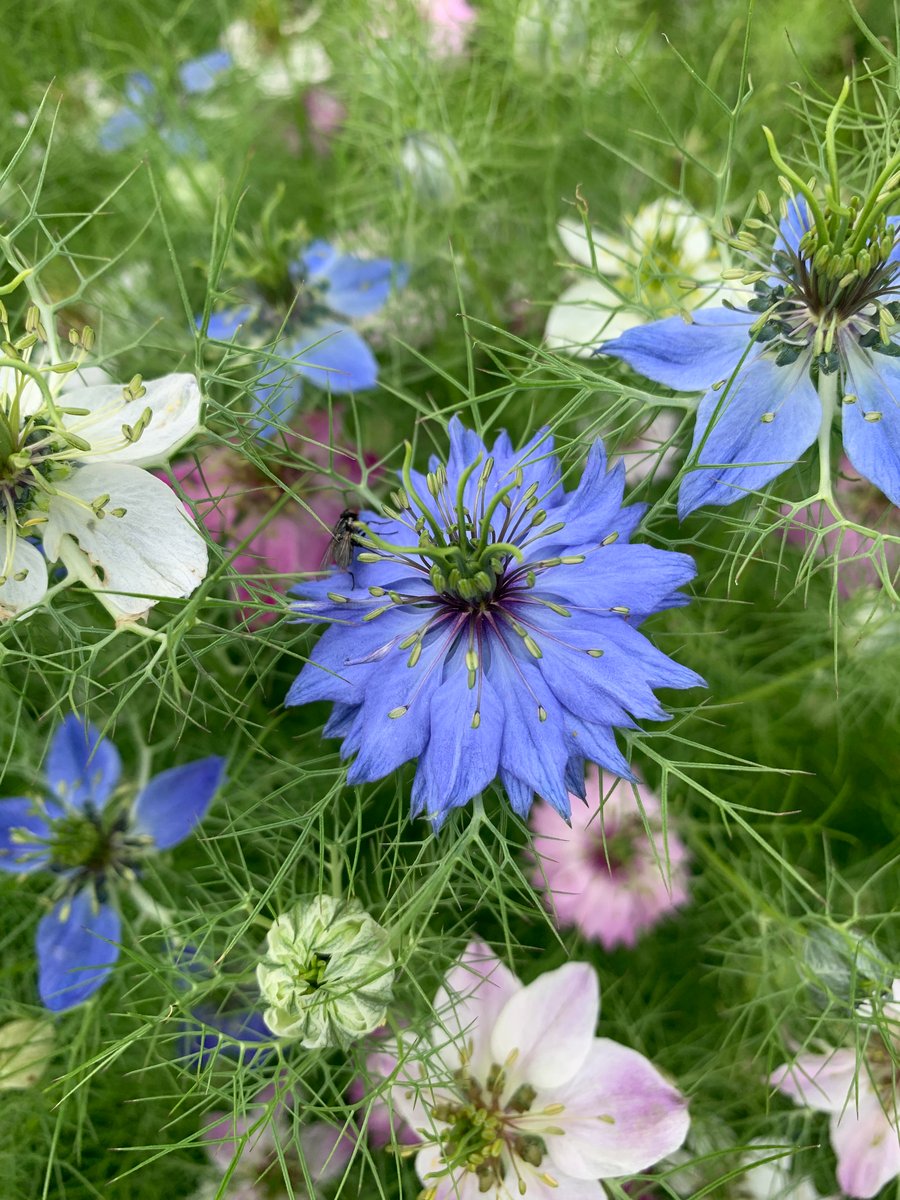 Bee Bouquet Mix of Cut Flower Seeds