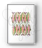 Hand Finished Watercolour Signed Art Print - Rainbow Trout Dozen - Image 1