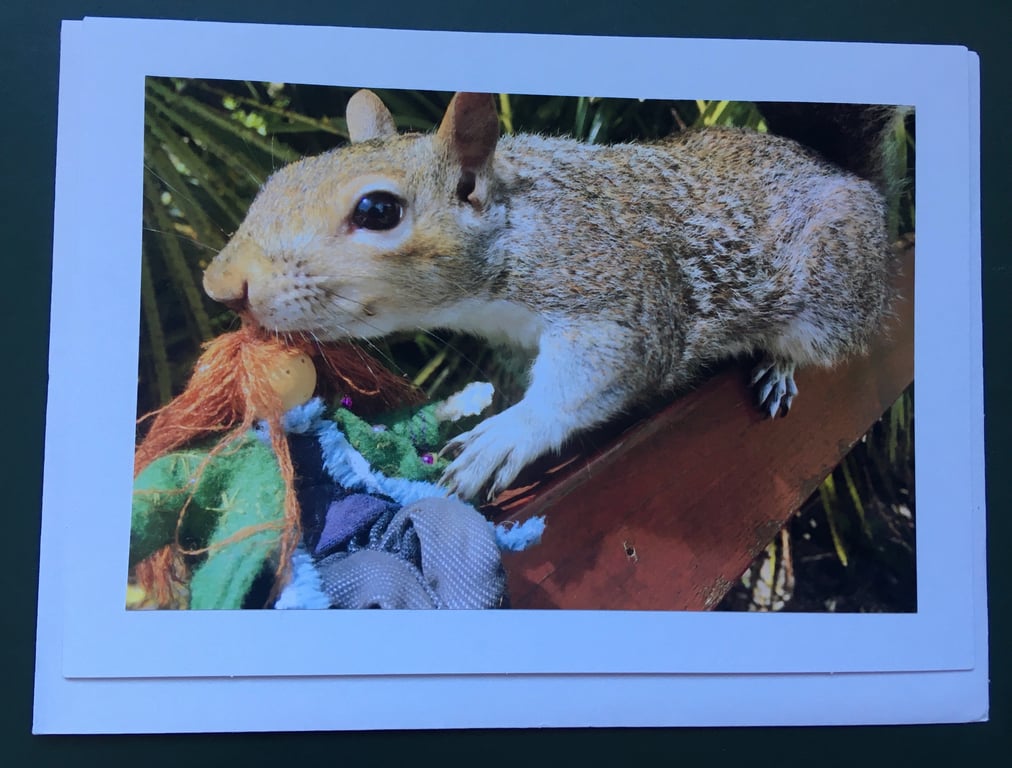 Squirrel Headrest Photography Card 