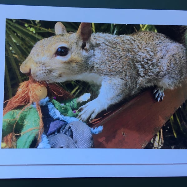 Squirrel Headrest Photography Card 