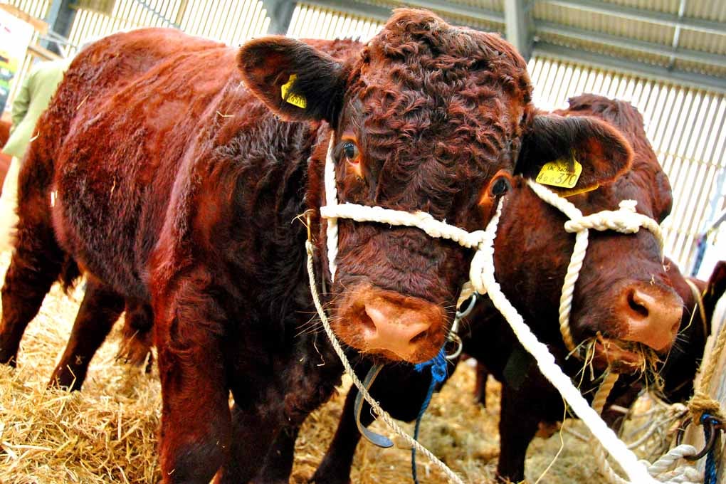 Pedigree Red Ruby Devon Cow Photograph Print